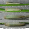 aret arethusa larva2 volg
